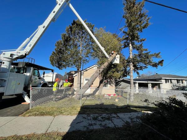 Eco Tree Care