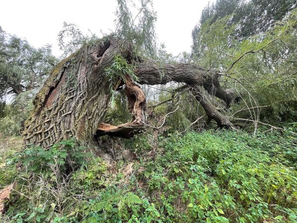 Eco Tree Care