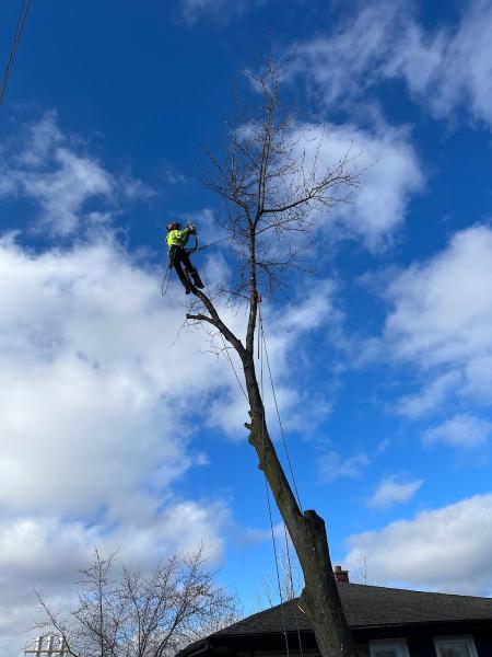 Niagara Tree Company