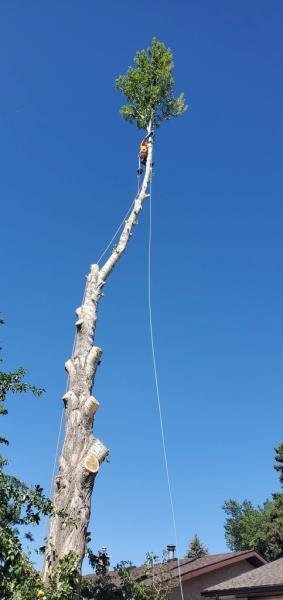 Tilly's Tree Services Inc.