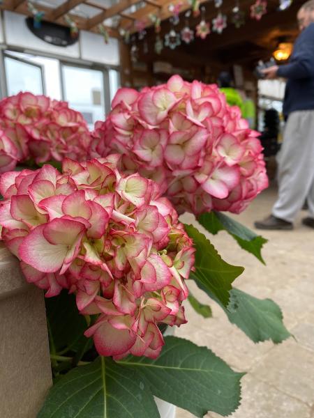 Trevisanutto's Greenhouses & Landscape Design