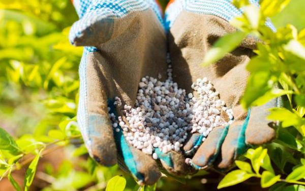 Taille de Haies Leblanc