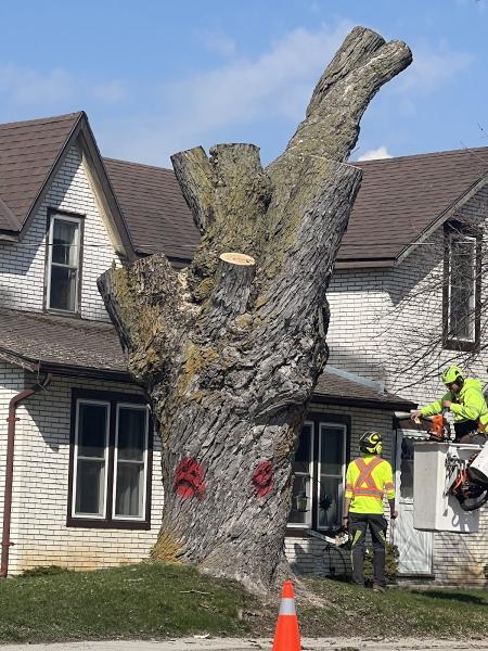 Sequoia Tree Services