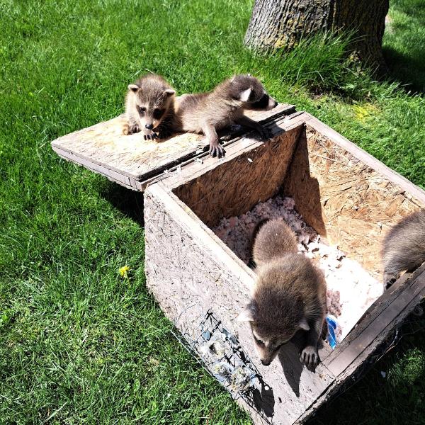 BN Wildlife Removal