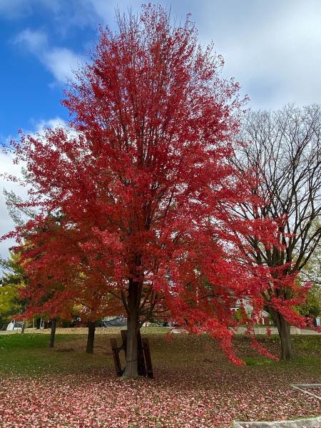 Arborist Consulting Ottawa