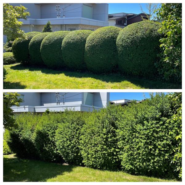 White Rock Lawn and Yard Care Ltd.