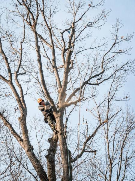 Foley Tree Service