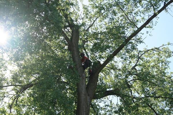 Foley Tree Service