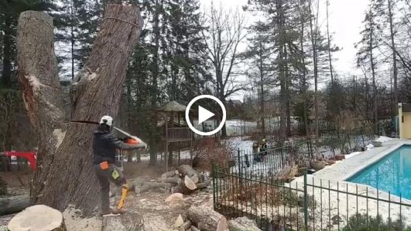 Alpine Arborist Professional Tree Care
