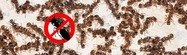 The Bugman Pest Control Services