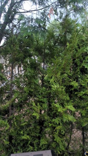 Orleans Landscaping