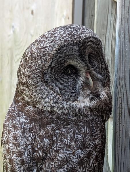 Hawkeye Bird and Animal Control & Falconry Experience Acton