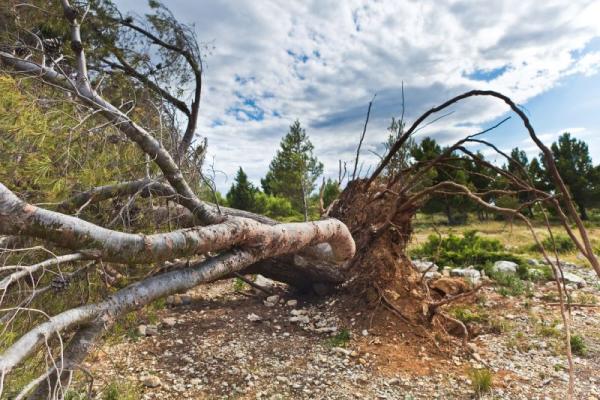 Five Star Tree Services Inc.
