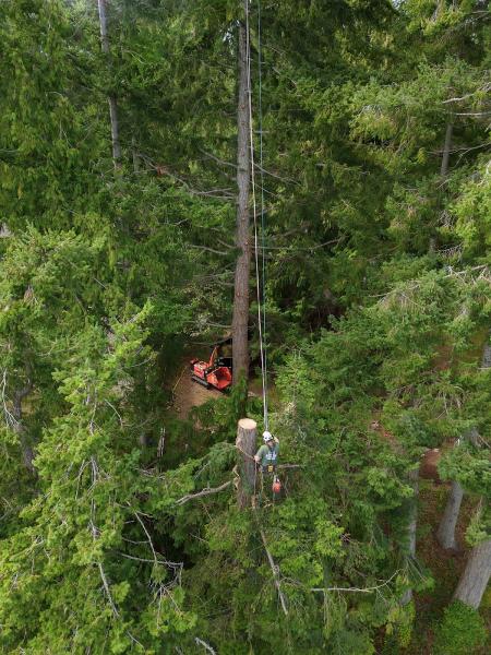 Strathcona Tree Care