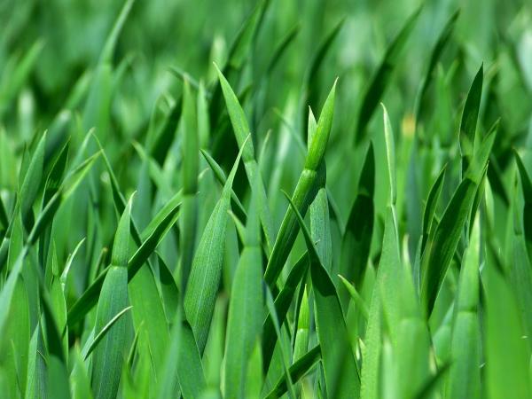 Expert Lawn Management