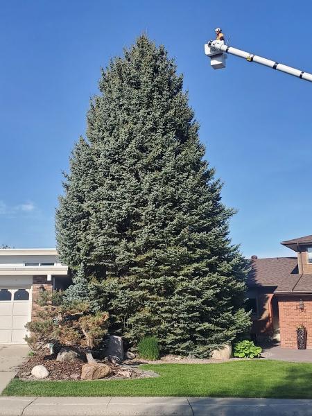 Rossco's Tree Service & Contracting Ltd.