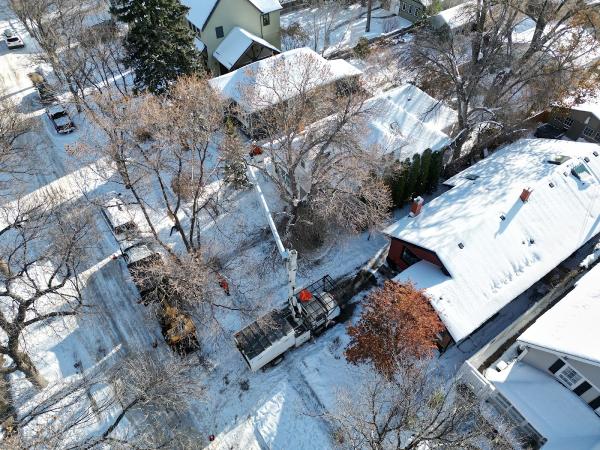 Rossco's Tree Service & Contracting Ltd.