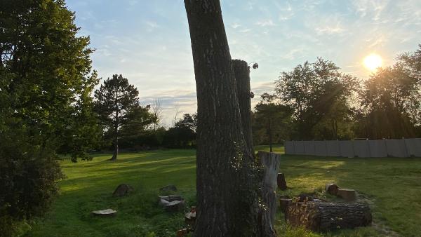 Romad Tree Care