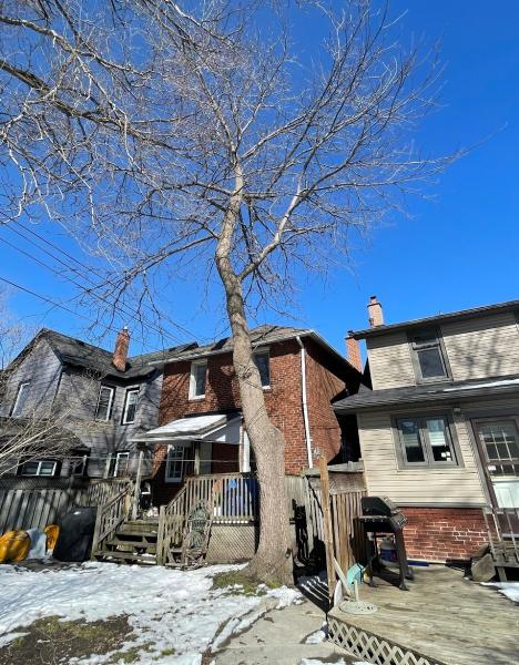 New Toronto Tree Care Ltd.