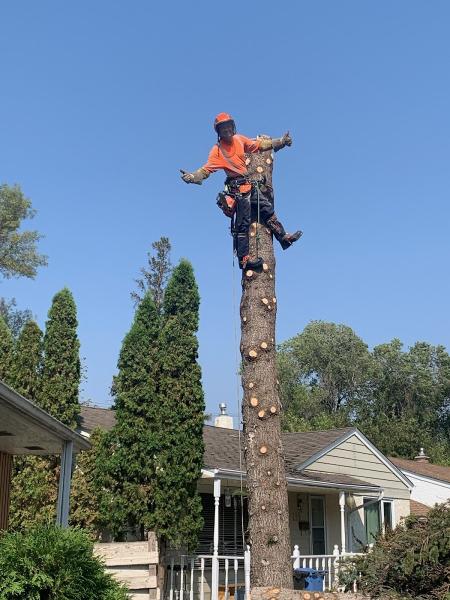 Gbpro Arborist Services