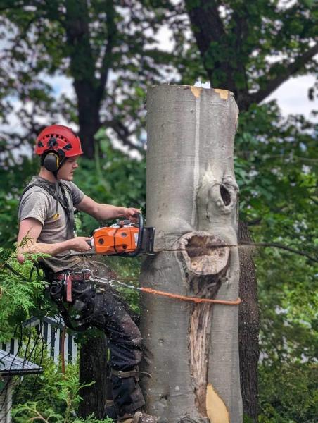 Services d'Arbres Hugo Inc