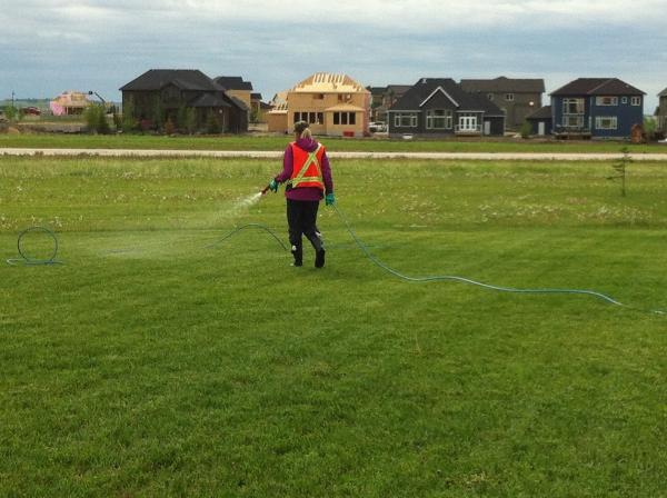 Dandy Lawns