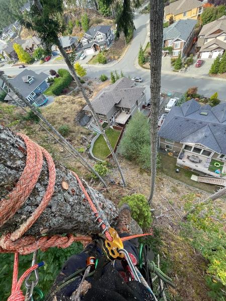 Flex Tree Service