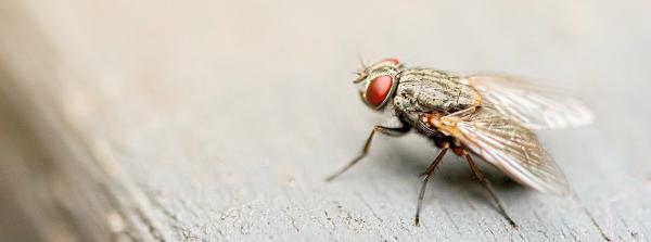 Extermination Leblanc