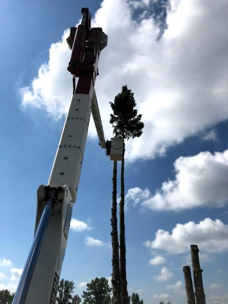 Vertical Limits Tree Care Services