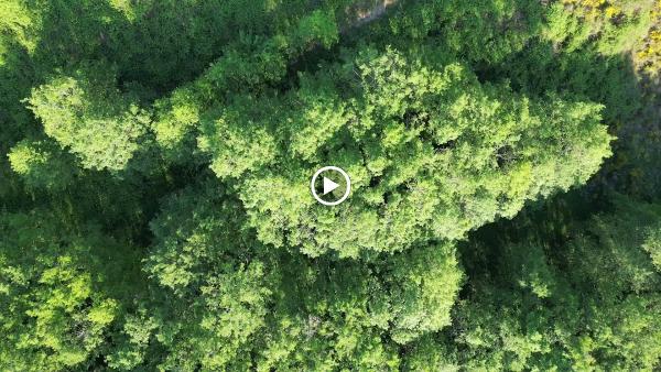 Bulletproof Roof Systems