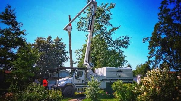 Westwood Tree Services