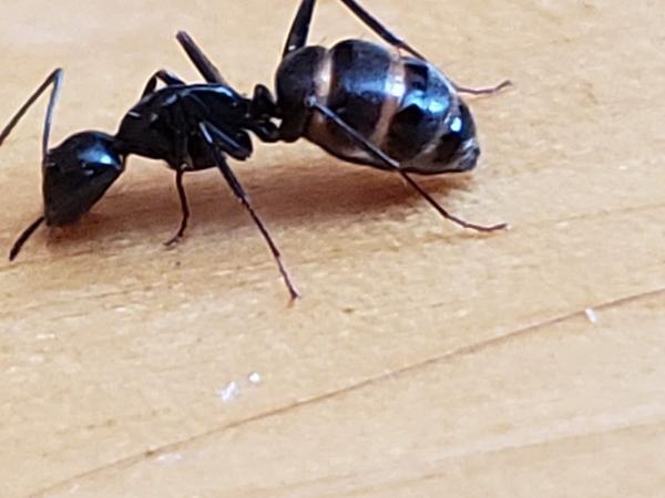 Dexter Extermination