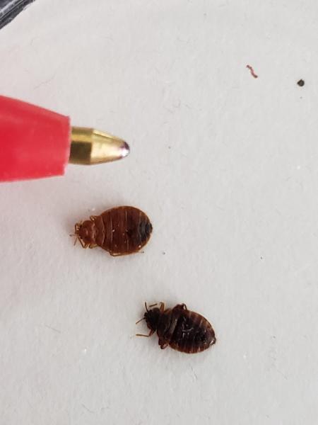 Dexter Extermination