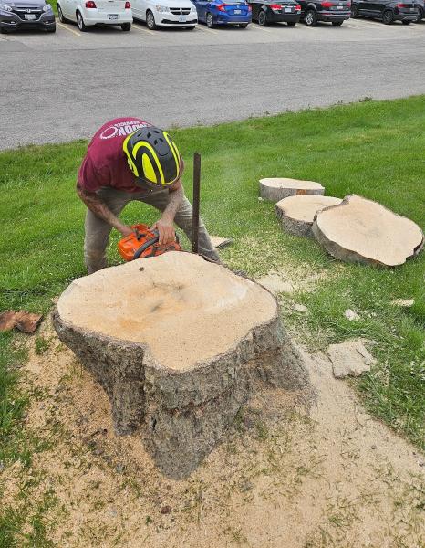 London Stump Services