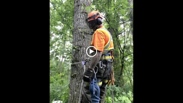 Joe Skillen Tree Services Ltd.