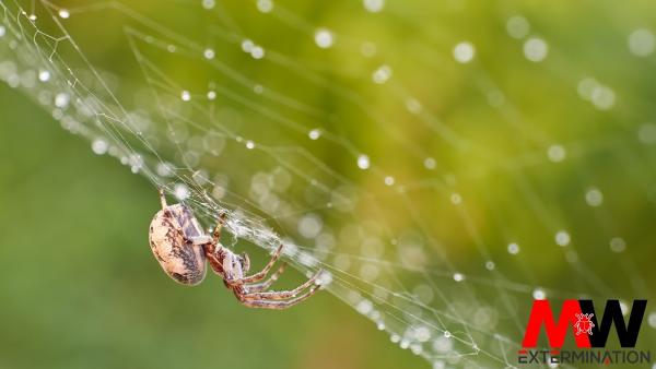 MW Extermination Granby