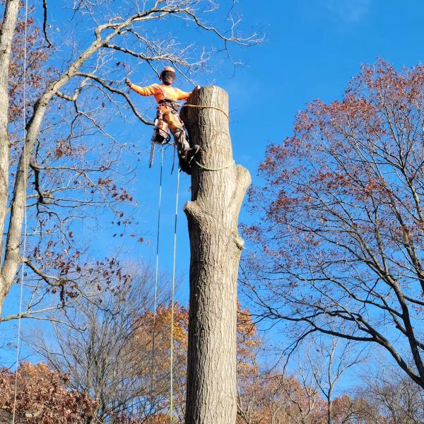 Family Tree Arborists