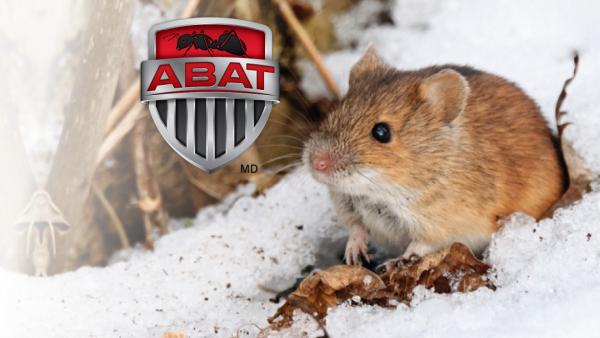 Abat Extermination l'Ancienne-Lorette