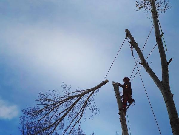 Second Nature Tree Care