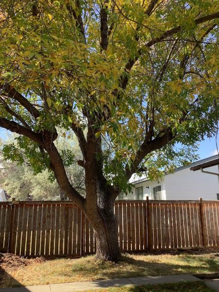 Second Nature Tree Care