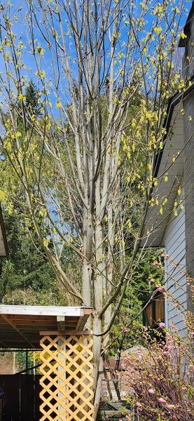 Black Tusk Tree Services