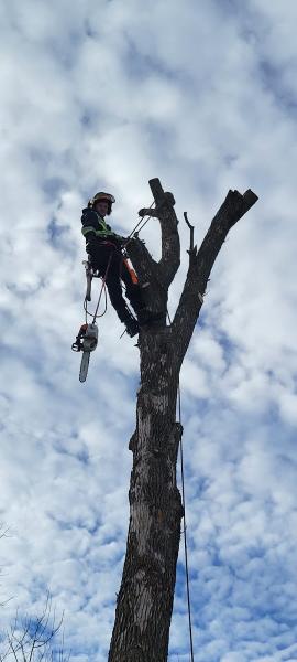 Frontenac Tree Service