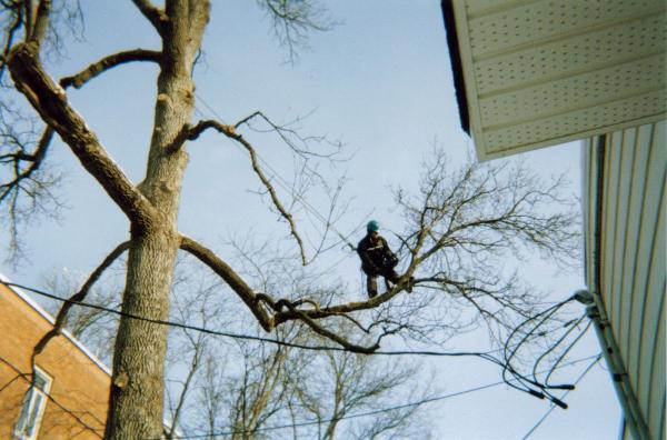 Québec Arboricole