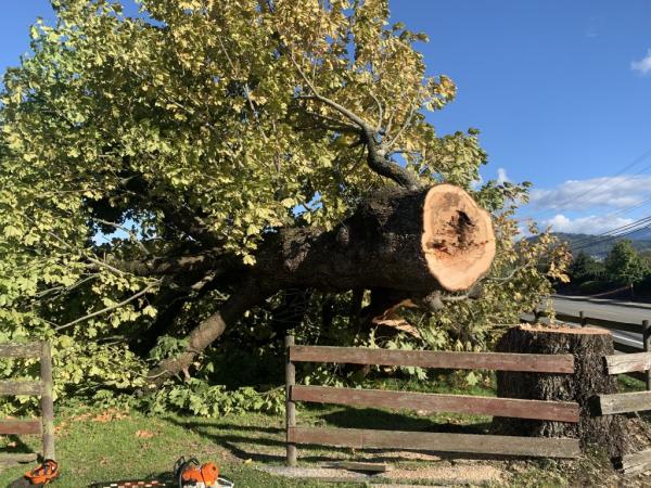 Horizon Tree Services