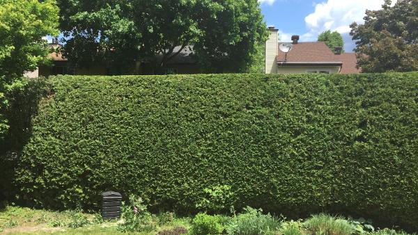 Hedge King