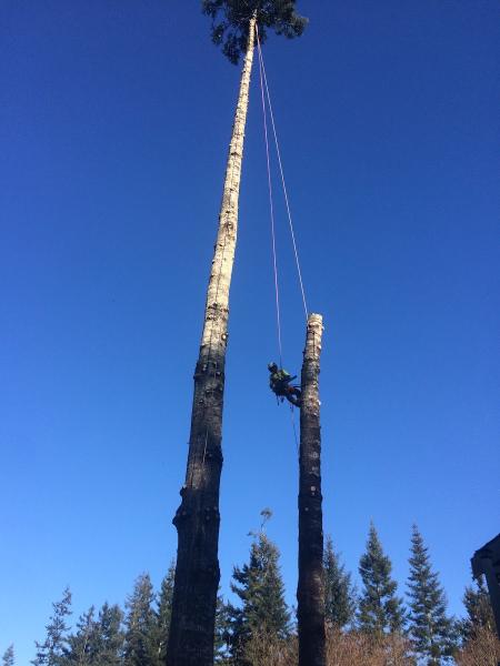 Skyline Tree Service