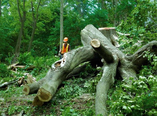 L'émondeur Urbain Inc.