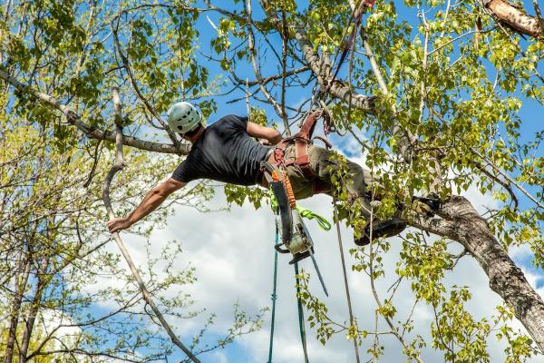 ADP Abattage d'Arbres