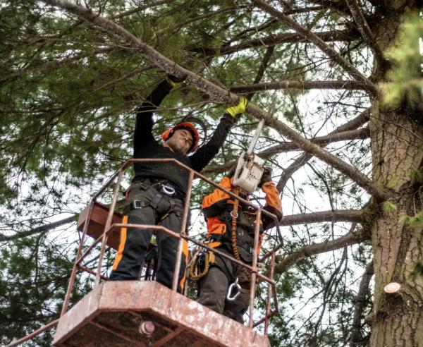 J&C Tree Services