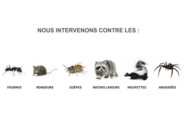 Extermination Pro Laurentides